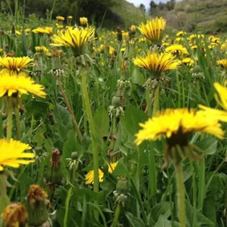 Alaska House - Yukon Apartment