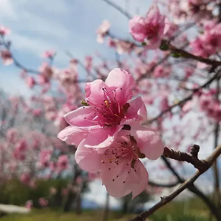 Apartament Alaska House - Yukon Trydent