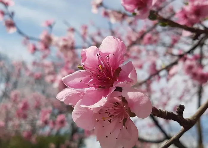 公寓 Alaska House - Yukon 特伦托